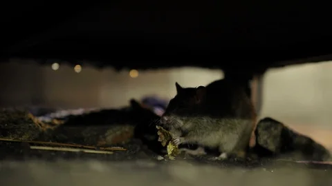 Gray Rat In The Darkness Stock Footage 102404826