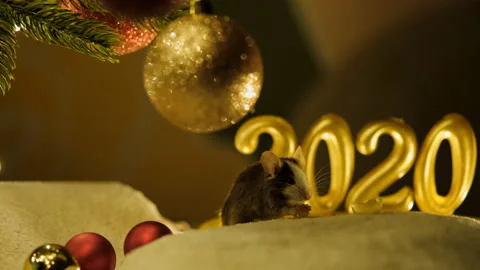 Gray rat eats sitting under a Christmas tree on the background of the scenery of Video stock 117459573