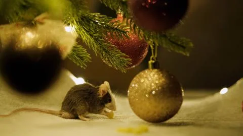 Gray rat eats sitting under a Christmas tree on the background of the scenery of Stock Photos
