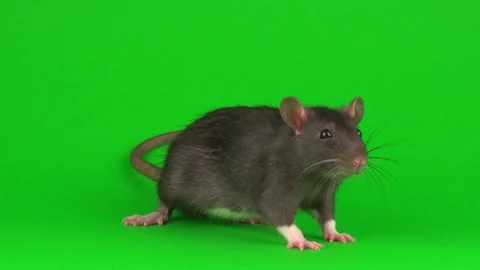 Gray rat on green screen background Stock Footage