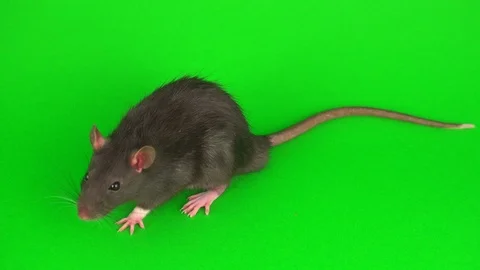 Gray rat on green screen background | Stock Video | Pond5