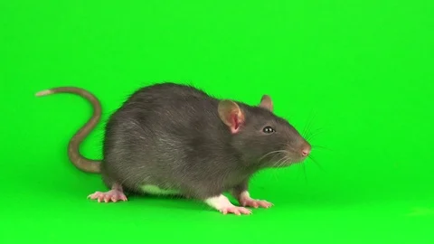 Gray rat on green screen background Stock Footage 112371758