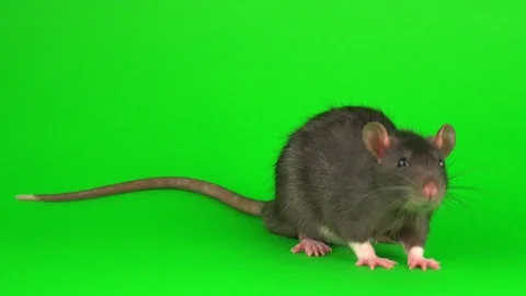 Gray rat on green screen background Stock Footage 112917354