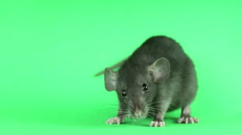 Gray rat on a green screen Stock Footage