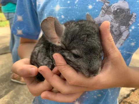 A gray rat in the hands of a boy. A large mouse on the palms of a child. Deco Stock Photos