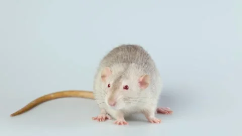 Gray rat isolated on white background. Decorative mouse with dumbo ears close up Stock Footage 286976991