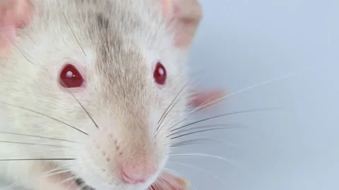 Gray rat isolated on white background. Pet head. Decorative mouse with dumbo Stock Footage 286977171