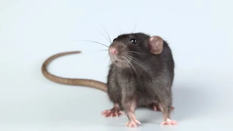 Gray rat isolated on white background. Mouse with dumbo ears close up Stock Footage 286977226
