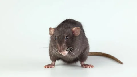 Gray rat isolated on white background. Mouse with dumbo ears close up Video stock 286977600
