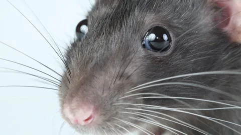 Gray rat isolated on white background. Pet head. Mouse with dumbo ears close up Video stock 286977760
