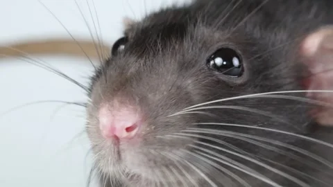 Gray rat isolated on white background. Pet head. Mouse with dumbo ears close up Stock Footage 286977934