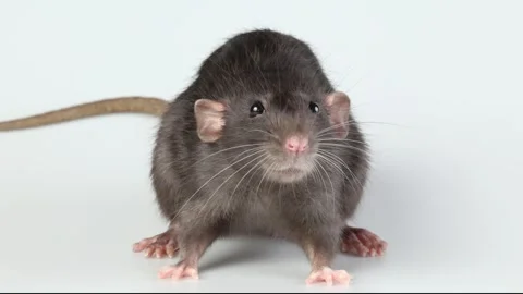 Gray rat isolated on white background. Mouse with dumbo ears close up Video stock 286978375