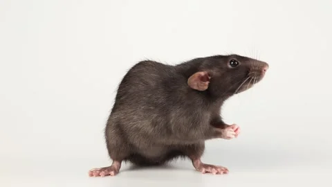 Gray rat isolated on white background. Mouse with dumbo ears close up Video stock 287106511