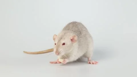 Gray rat isolated on white background. Mouse with dumbo ears close up Video stock 287106612
