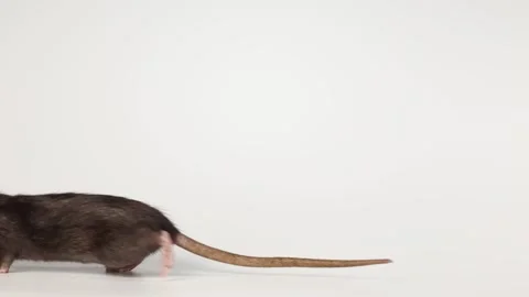 Gray rat isolated on white background. Mouse with dumbo ears close up Video stock 287106616