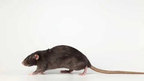Gray rat isolated on white background. Mouse with dumbo ears close up Video stock 287106633