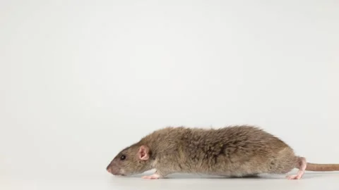 Gray rat isolated on white background. Mouse with dumbo ears close up Video stock 287106676