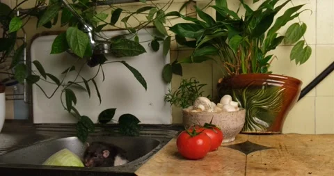 Gray rat in the kitchen sink. Stock Footage 261832761