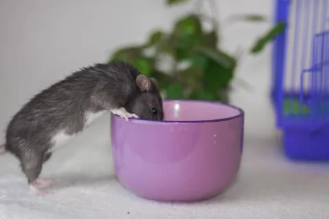 A gray rat with a large mug. Mouse drinks from a glass. Stock Photos