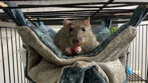 A gray rat lying in a hammock eats a treat, holding it in its paws Stock Footage 219494016