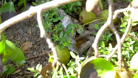 Gray rat oak snake eating a bird 13 Stock Footage 135477620