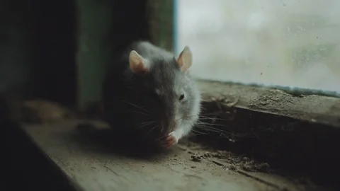 Gray Rat Is In An Old Dirty Basement Stock Footage 116737161
