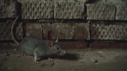 Gray Rat Is In An Old Dirty Basement Stock Footage 116741005