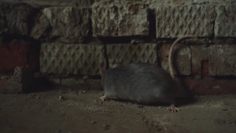 Gray Rat Is In An Old Dirty Basement Stock Footage 116741377
