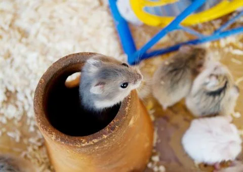 Gray rat Stock Photos