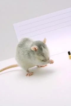 The gray rat Foto stock