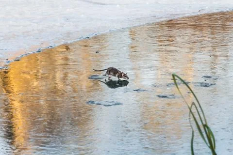 A gray rat is on a pond with a thin colored ice mirror with beautiful Foto stock