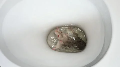 A gray rat with red eyes is trying to get out of a water pipe. Rodent in a white Stock Footage 262973203