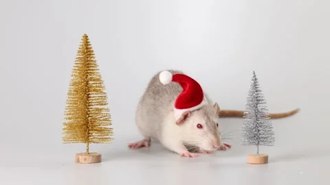 Gray rat in red Santa Claus hat. Mouse and toy New Year trees Video stock 290929216