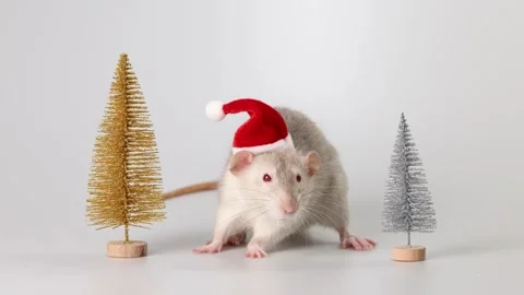 Gray rat in red Santa Claus hat. Mouse and toy New Year trees Video stock 290929464