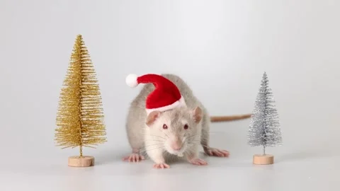 Gray rat in red Santa Claus hat. Mouse and toy New Year trees Video stock 290929704