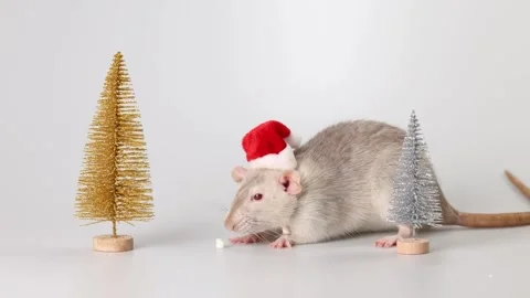 Gray rat in red Santa Claus hat. Mouse and toy New Year trees Video stock 290930028