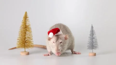 Gray rat in red Santa Claus hat. Mouse and toy New Year trees Video stock 290930332