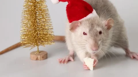 Gray rat in red Santa Claus hat. Mouse and toy New Year trees Video stock 290930509