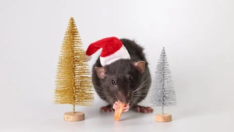 Gray rat in red Santa Claus hat. Mouse and toy New Year trees Stock Footage 290931236