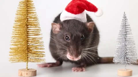 Gray rat in red Santa Claus hat. Mouse and toy New Year trees Video stock 290931594
