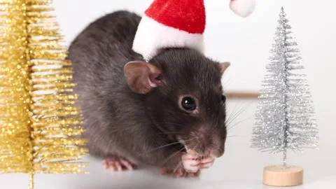 Gray rat in red Santa Claus hat. Mouse and toy New Year trees Stock Footage 290931728