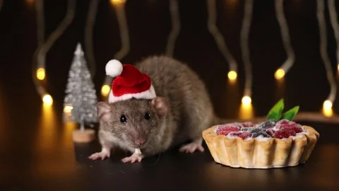 Gray rat in red Santa hat isolated on black background Stock Footage 291197596