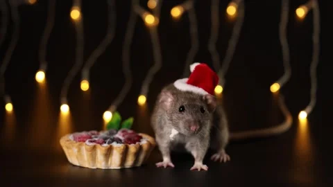 Gray rat in red Santa hat isolated on black background Stock Footage 291197735
