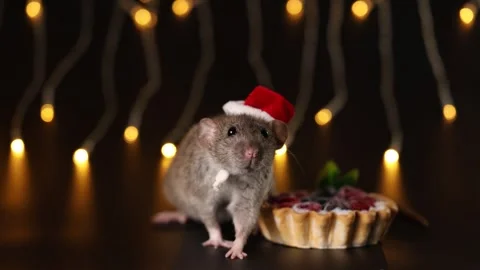 Gray rat in red Santa hat isolated on black background Stock Footage 291197789