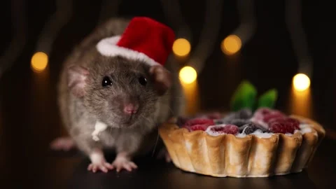 Gray rat in red Santa hat isolated on black background Stock Footage 291197851