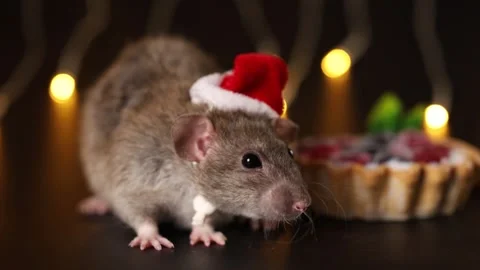 Gray rat in red Santa hat isolated on black background Stock Footage 291197922