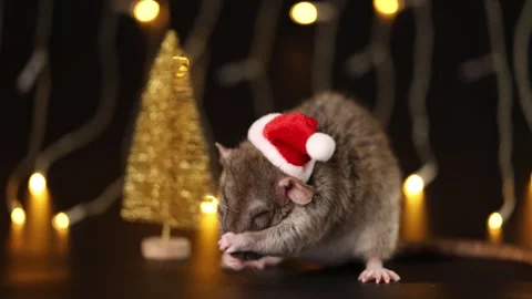 Gray rat in red Santa hat isolated on black background Stock Footage 291198957
