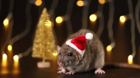 Gray rat in red Santa hat isolated on black background Stock Footage 291199016