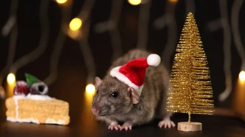 Gray rat in red Santa hat isolated on black background Stock Footage 291199066