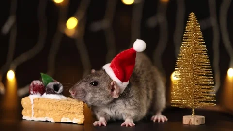 Gray rat in red Santa hat isolated on black background Stock Footage 291199134